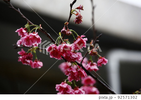 桜 さくら サクラ 92571302