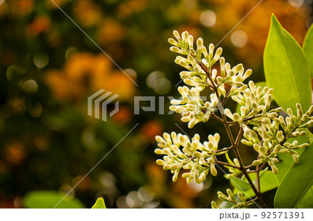 オレンジと緑の背景に白い実ときれいな玉ボケ オレンジと緑の背景に白い実ときれいな玉ボケ 92571391
