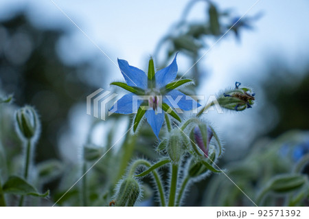 一輪の水色の花と蕾 92571392