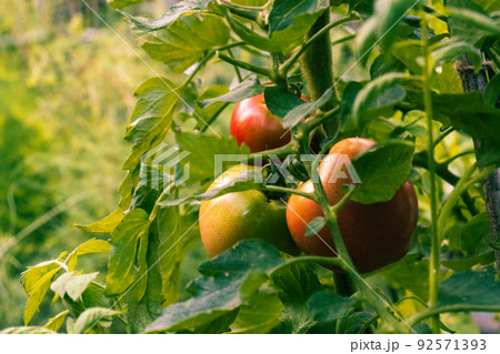 畑で赤くなり始めた夏のトマト 92571393