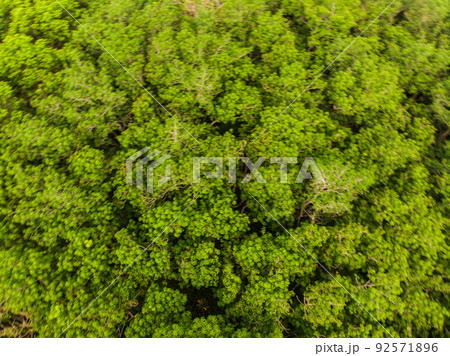 Green tropical green tree rain forest aerial view 92571896