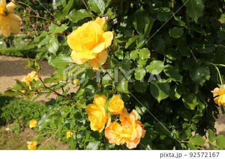 庭の花が満開 庭の花が満開 92572167