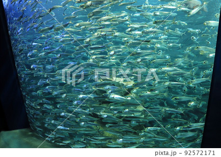 サンシャイン水族館 イワシの大群 サンシャイン水族館 イワシの大群 92572171