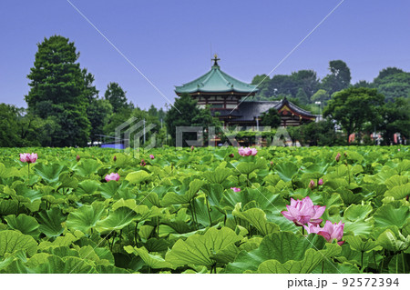 東京都 上野公園 不忍池 蓮の花 東京都 上野公園 不忍池 蓮の花 92572394