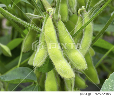 枝豆 92572405