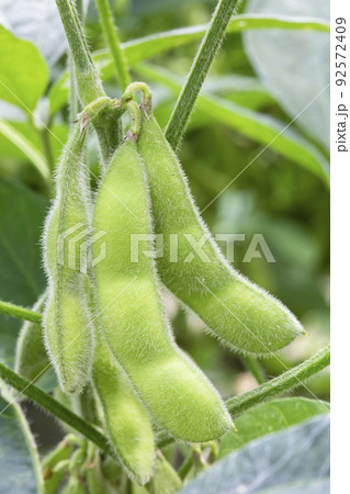 枝豆 枝豆 92572409