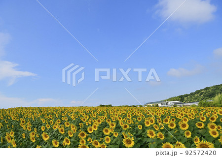ヒマワリ畑 ヒマワリ畑 92572420