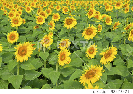 ヒマワリ畑 ヒマワリ畑 92572421