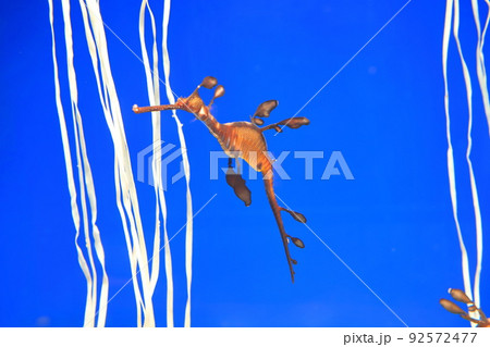 サンシャイン水族館 ウィーディーシードラゴン サンシャイン水族館 ウィーディーシードラゴン 92572477