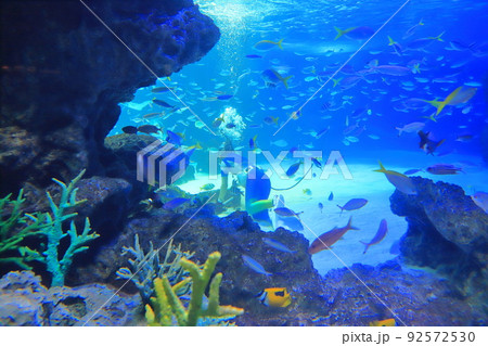サンシャイン水族館 サンシャインラグーン サンシャイン水族館 サンシャインラグーン 92572530