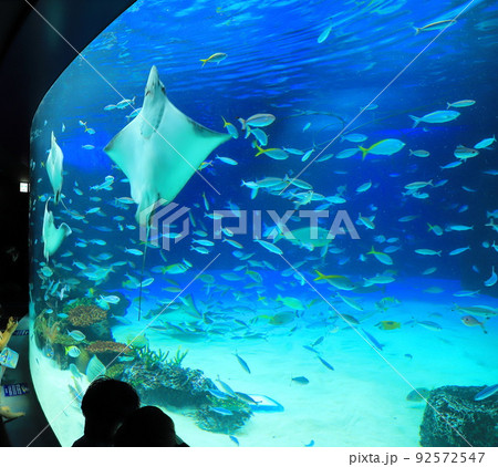 サンシャイン水族館　サンシャインラグーンの大きなエイ 92572547