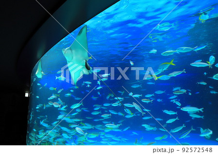 サンシャイン水族館 サンシャインラグーンの大きなエイ サンシャイン水族館 サンシャインラグーンの大きなエイ 92572548