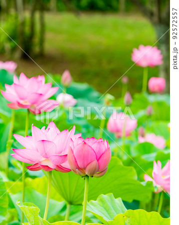 初夏の美しい花 華やかで美しい蓮の花 初夏の美しい花 華やかで美しい蓮の花 92572557
