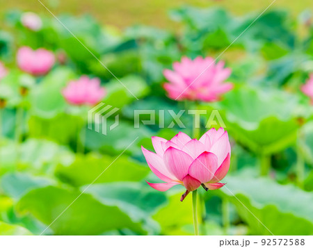 初夏の美しい花　華やかで美しい蓮の花 92572588