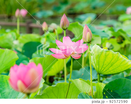 初夏の美しい花　華やかで美しい蓮の花 92572590