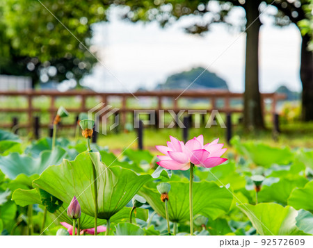 初夏の美しい花 華やかで美しい蓮の花 初夏の美しい花 華やかで美しい蓮の花 92572609