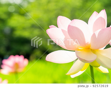 初夏の美しい花 華やかで美しい蓮の花 初夏の美しい花 華やかで美しい蓮の花 92572619