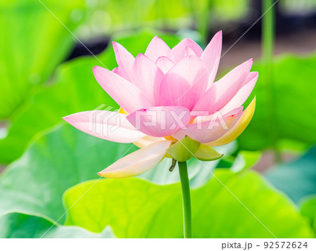 初夏の美しい花　華やかで美しい蓮の花 92572624
