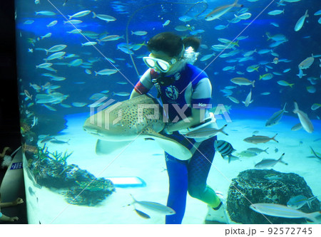 サンシャイン水族館 サメと遊ぶ飼育員 サンシャイン水族館 サメと遊ぶ飼育員 92572745