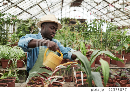 Horizontal medium shot of young Black man wearing apron and hat working in greenhouse watering plants in pots Horizontal medium shot of young Black man wearing apron and hat working in greenhouse watering plants in pots 92573077