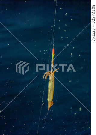 スルメイカ釣り 92573508