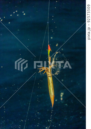 スルメイカ釣り 92573509