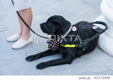 Black Labrador working as a guide dog for a blind woman.  92573899