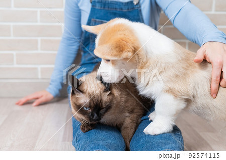 A woman is holding a Thai cat and a Welsh Corgi puppy. A woman is holding a Thai cat and a Welsh Corgi puppy. 92574115