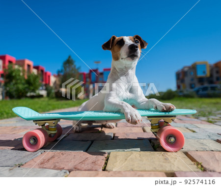 Jack russell terrier dog rides a skateboard outdoors on a hot summer day. 92574116