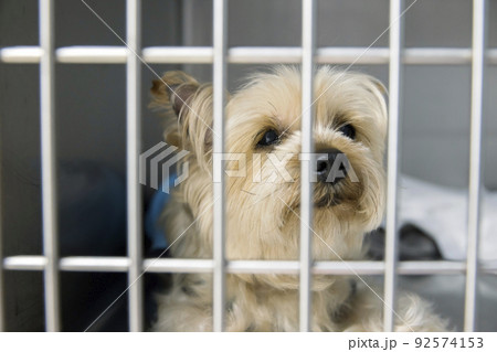 動物病院でステンレスケージに入れられた犬 92574153