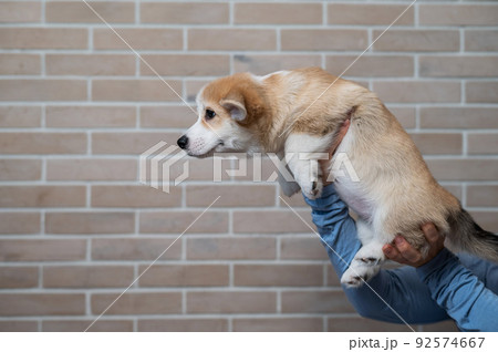 A woman holds a welsh corgi puppy against a brick wall. 92574667