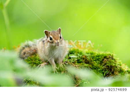 苔の花の咲く切り株の上で一休みするエゾシマリス 92574699
