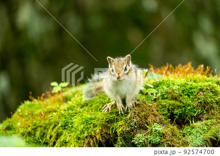 苔の花の咲く切り株の上で一休みするエゾシマリス 92574700