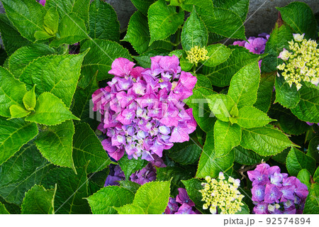 梅雨の晴れ間に 様々な紫陽花の咲いているお庭を散策の写真素材