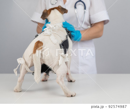 A doctor puts a blanket on a Jack Russell Terrier dog after a surgical operation. 92574987