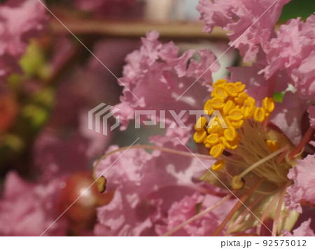 サルスベリの花のクローズアップ（朝日を浴びた百日紅の黄色い花蕊とピンクの花弁） 92575012