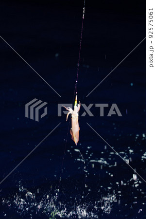 ケンサキイカ釣り 92575061