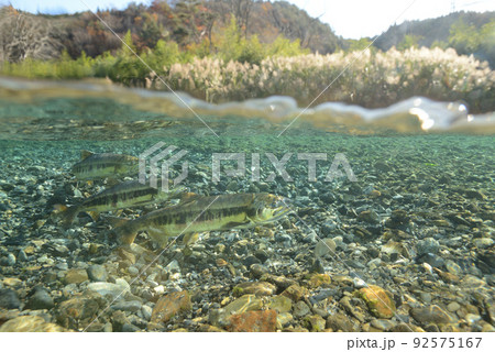 鮭が川を遡上する　salmon run 92575167