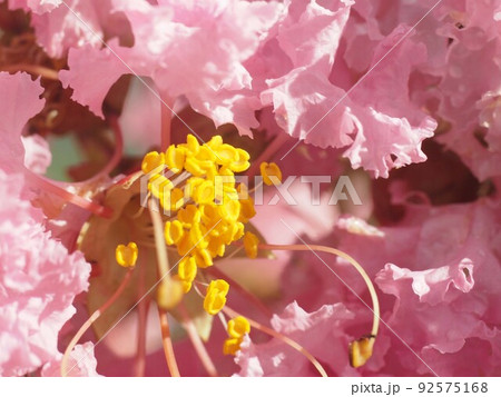 サルスベリの花のクローズアップ（日ざしの中の百日紅の黄色い花蕊とピンクの花弁） 92575168