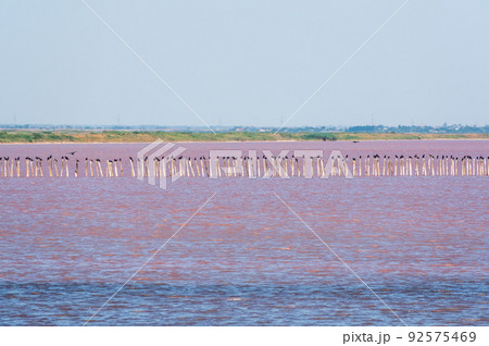 A beautiful salt lake with pink water. 92575469