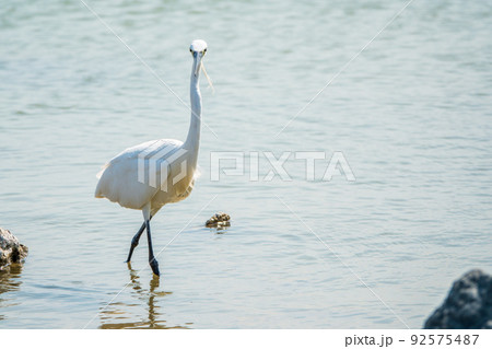 The small white heron or Little egret stands in the lake The small white heron or Little egret stands in the lake 92575487