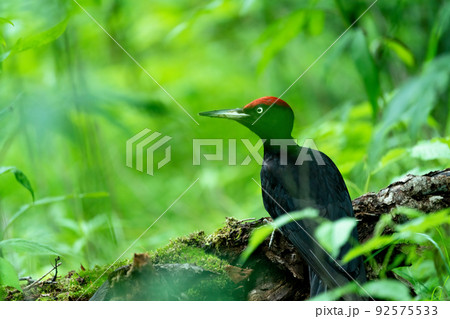 樹木の上で採食する夏のクマゲラ 92575533