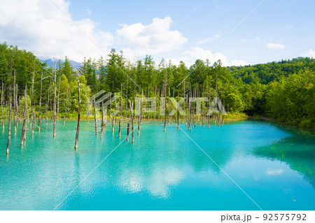 北海道・美瑛】夏（7月）の白金青い池の写真素材 [92575792] - PIXTA