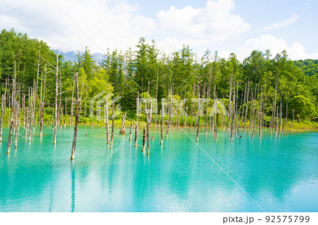 【北海道・美瑛】夏（7月）の白金青い池 92575799