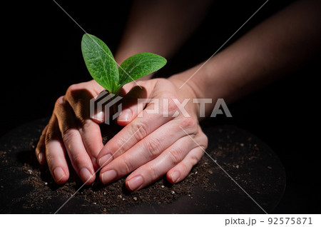 A woman is planting a sprout of zucchini. Close-up of female hands gardening on black background. A woman is planting a sprout of zucchini. Close-up of female hands gardening on black background. 92575871