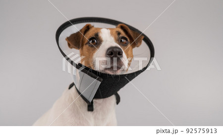 Jack Russell Terrier dog in plastic cone after surgery. Jack Russell Terrier dog in plastic cone after surgery. 92575913
