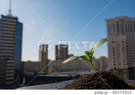 Close-up of a sprout of zucchini on the windowsill against the backdrop of the city. Close-up of a sprout of zucchini on the windowsill against the backdrop of the city. 92575915