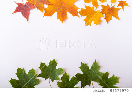 Top view of maple leaves on a white background. Empty space for text. Yellow foliage on a green background. The concept of the changing seasons. Top view of maple leaves on a white background. Empty space for text. Yellow foliage on a green background. The concept of the changing seasons. 92575970