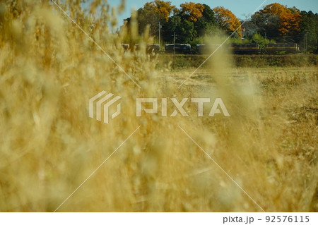 紅葉の三岐鉄道・三岐線を走る重連貨物列車 92576115