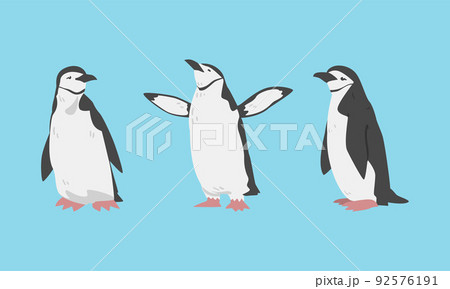 Chinstrap Penguin as Aquatic Flightless Bird with Flippers for Swimming Vector Set Chinstrap Penguin as Aquatic Flightless Bird with Flippers for Swimming Vector Set 92576191